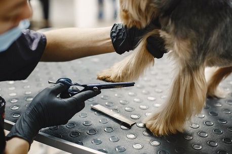 Professional Dog Grooming Services In Doha | Royal Pet