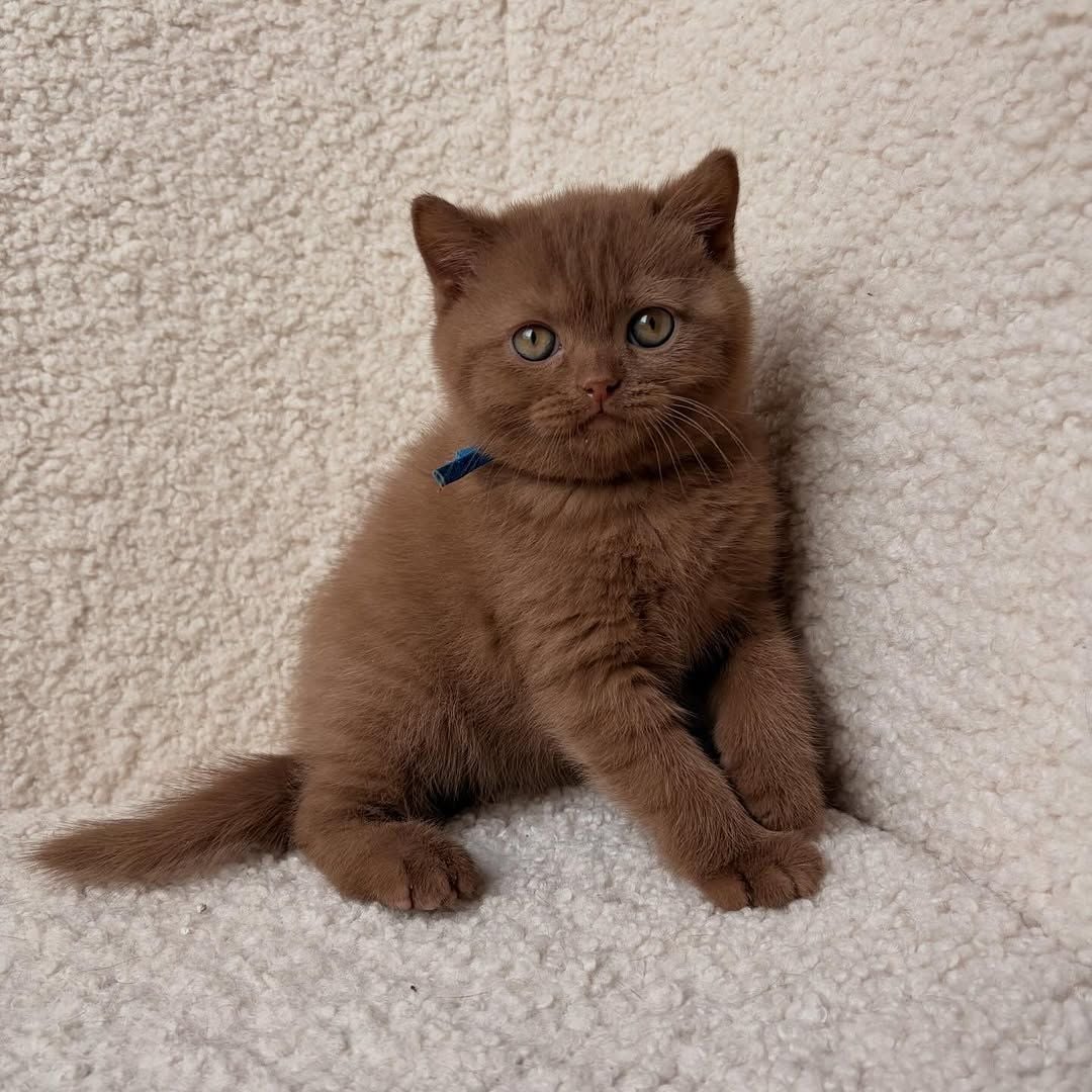 British short hair kitten photo 2
