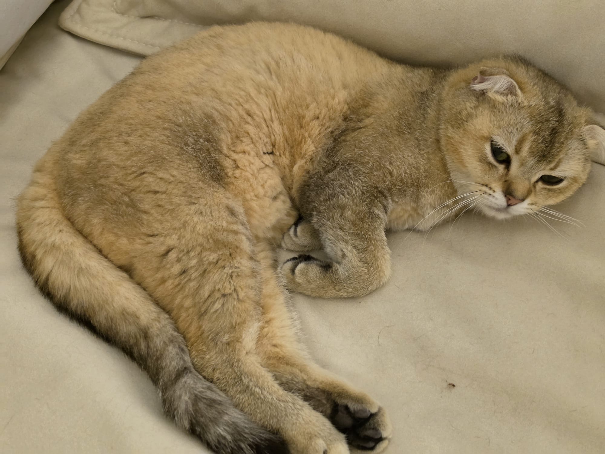 Two Friendly Vaccinated Scottish Fold Cats for Adoption photo 2