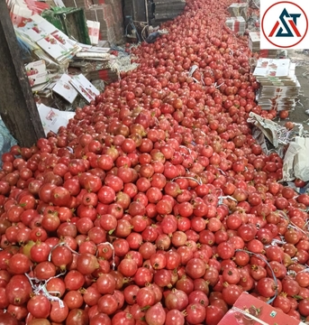 Direct Indian Exporter: Premium Onions, G4 Green Chillies & Fresh Produce – Qatar photo 5
