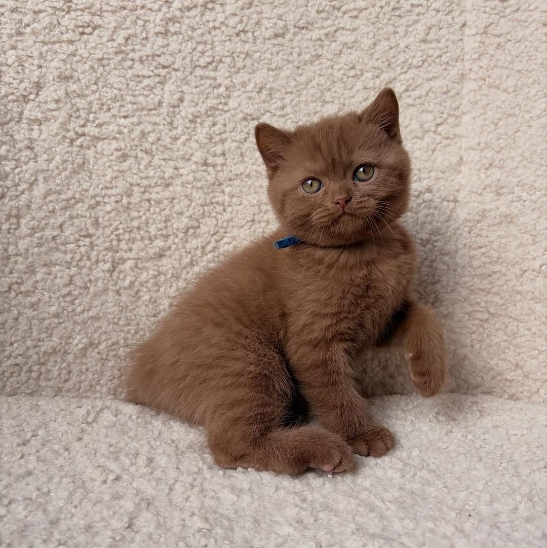 British short hair kitten