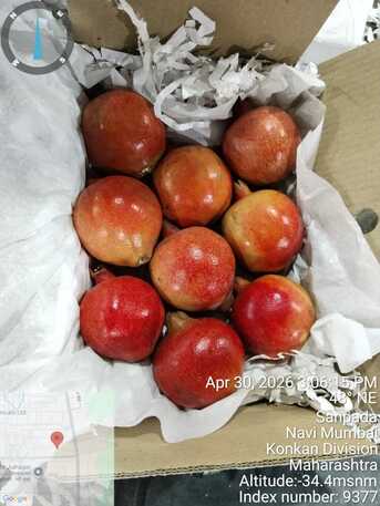 Direct Indian Exporter: Premium Onions, G4 Green Chillies & Fresh Produce – Qatar photo 4