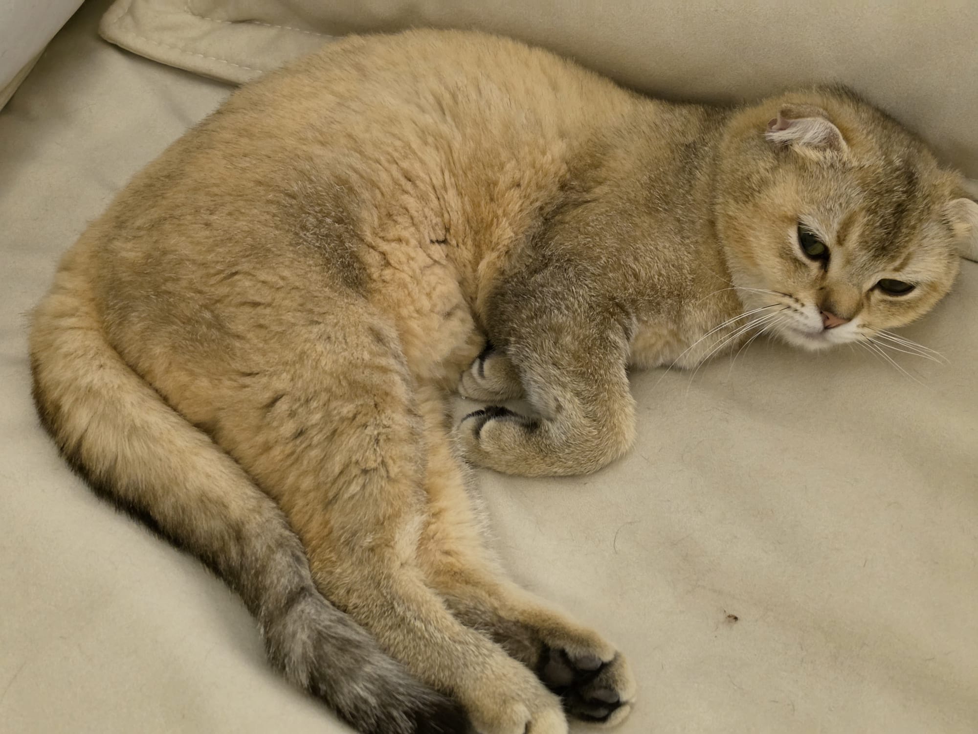 British short hair kitten photo 5