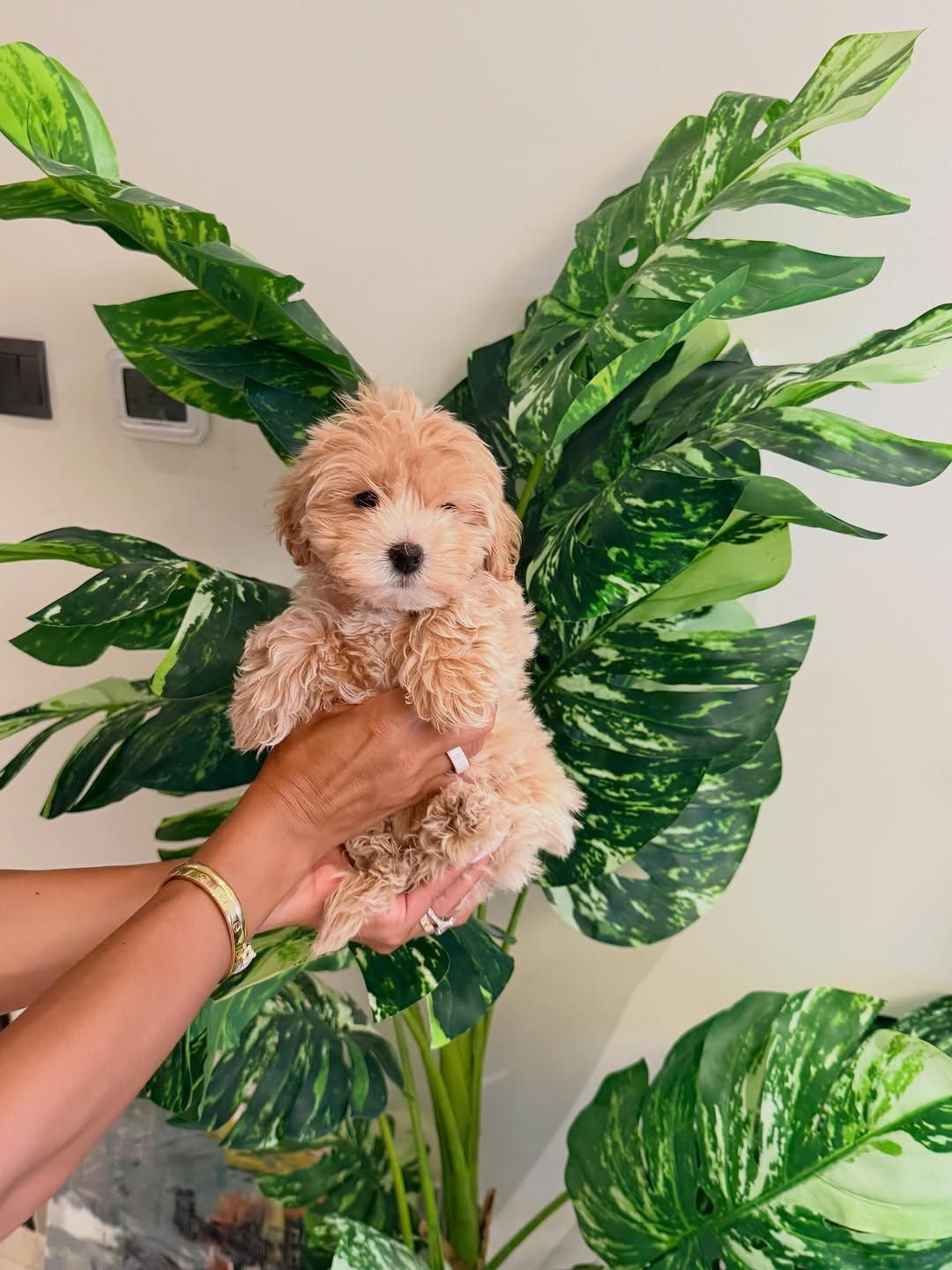 9-Week-Old Maltipoo Puppies for Sale photo 4