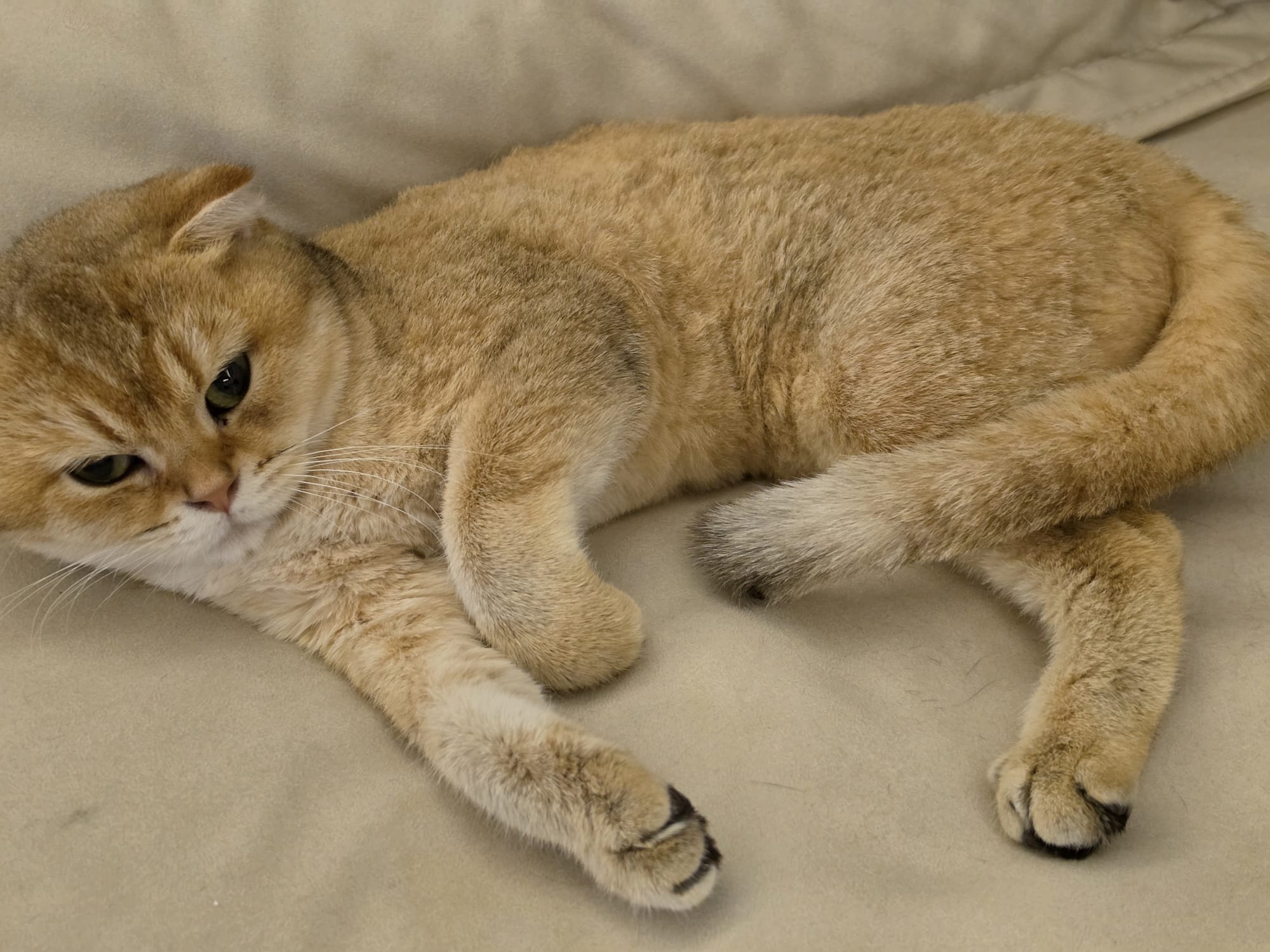Two Friendly Vaccinated Scottish Fold Cats for Adoption photo 3