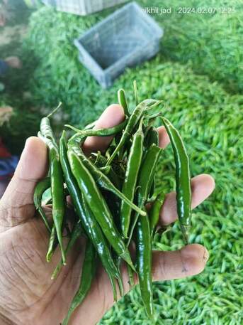 Direct Indian Exporter: Premium Onions, G4 Green Chillies & Fresh Produce – Qatar