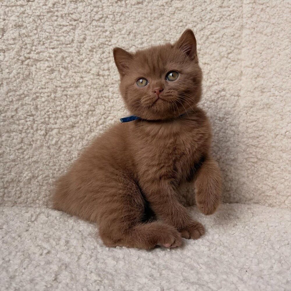 British short hair kitten photo 4