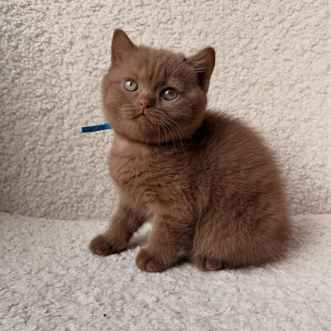 British short hair kitten photo 3