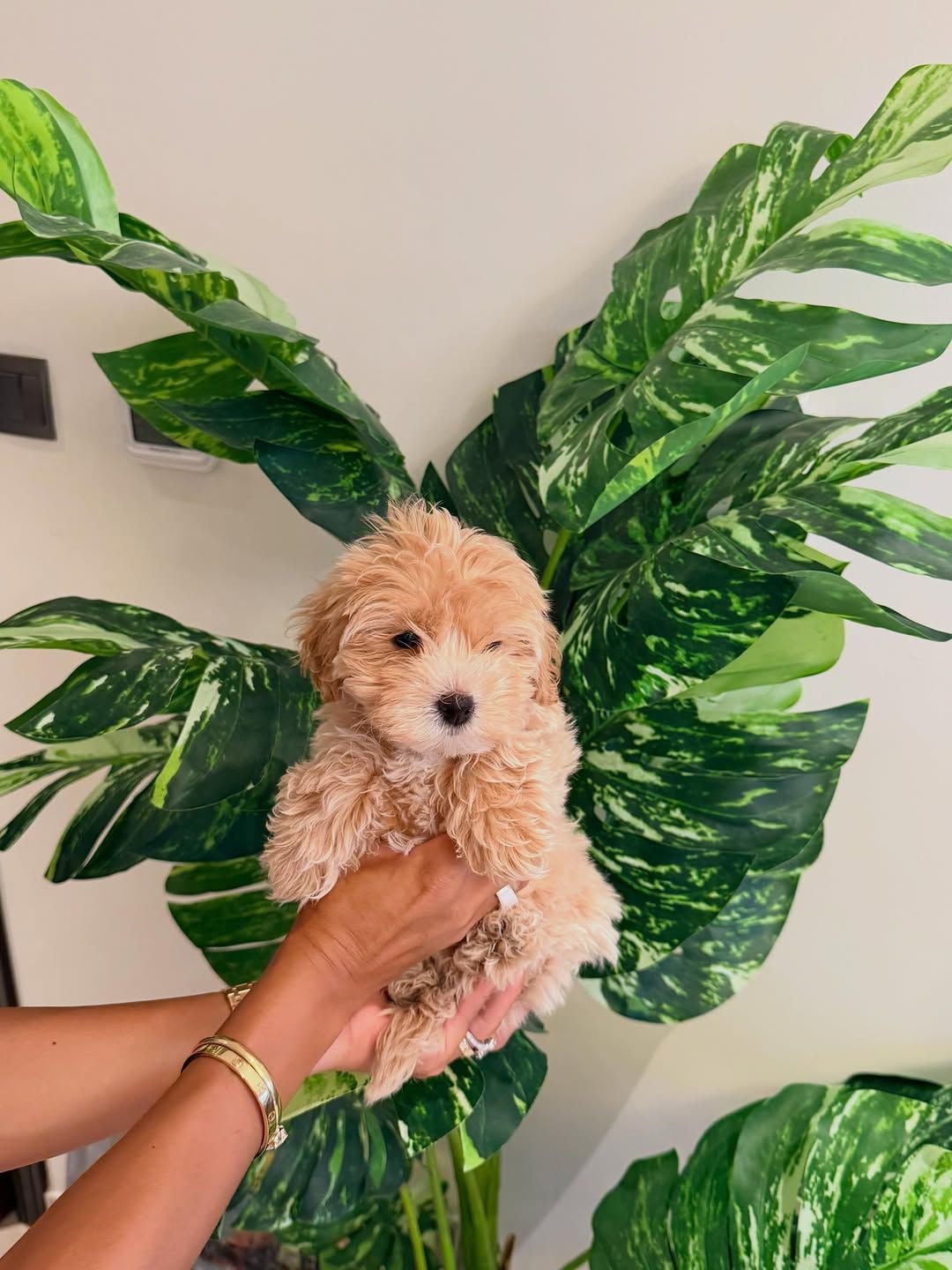 9-Week-Old Maltipoo Puppies for Sale photo 3