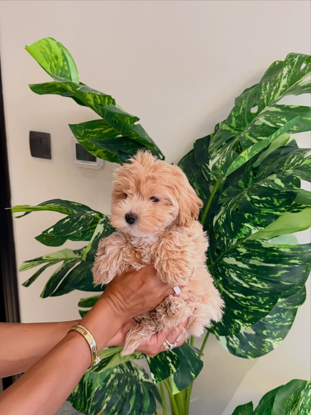 9-Week-Old Maltipoo Puppies for Sale photo 5