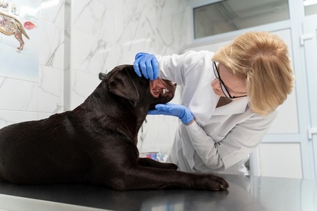 Reliable Veterinary Lab Testing In Doha | First Vet photo 1