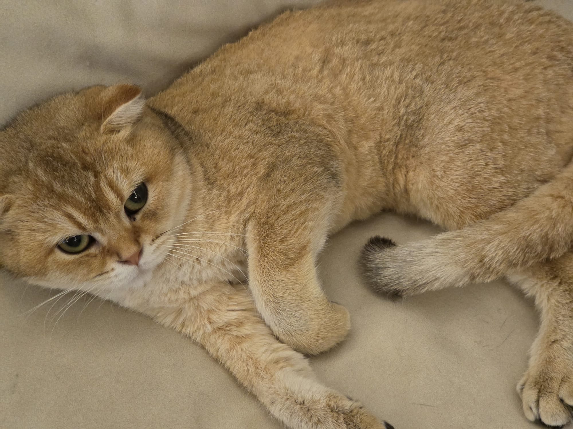 Two Friendly Vaccinated Scottish Fold Cats for Adoption photo 4