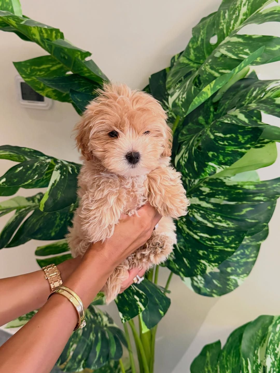 9-Week-Old Maltipoo Puppies for Sale