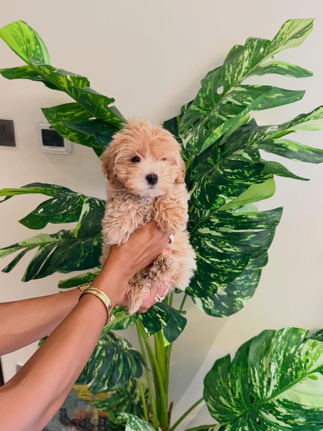 9-Week-Old Maltipoo Puppies for Sale photo 2