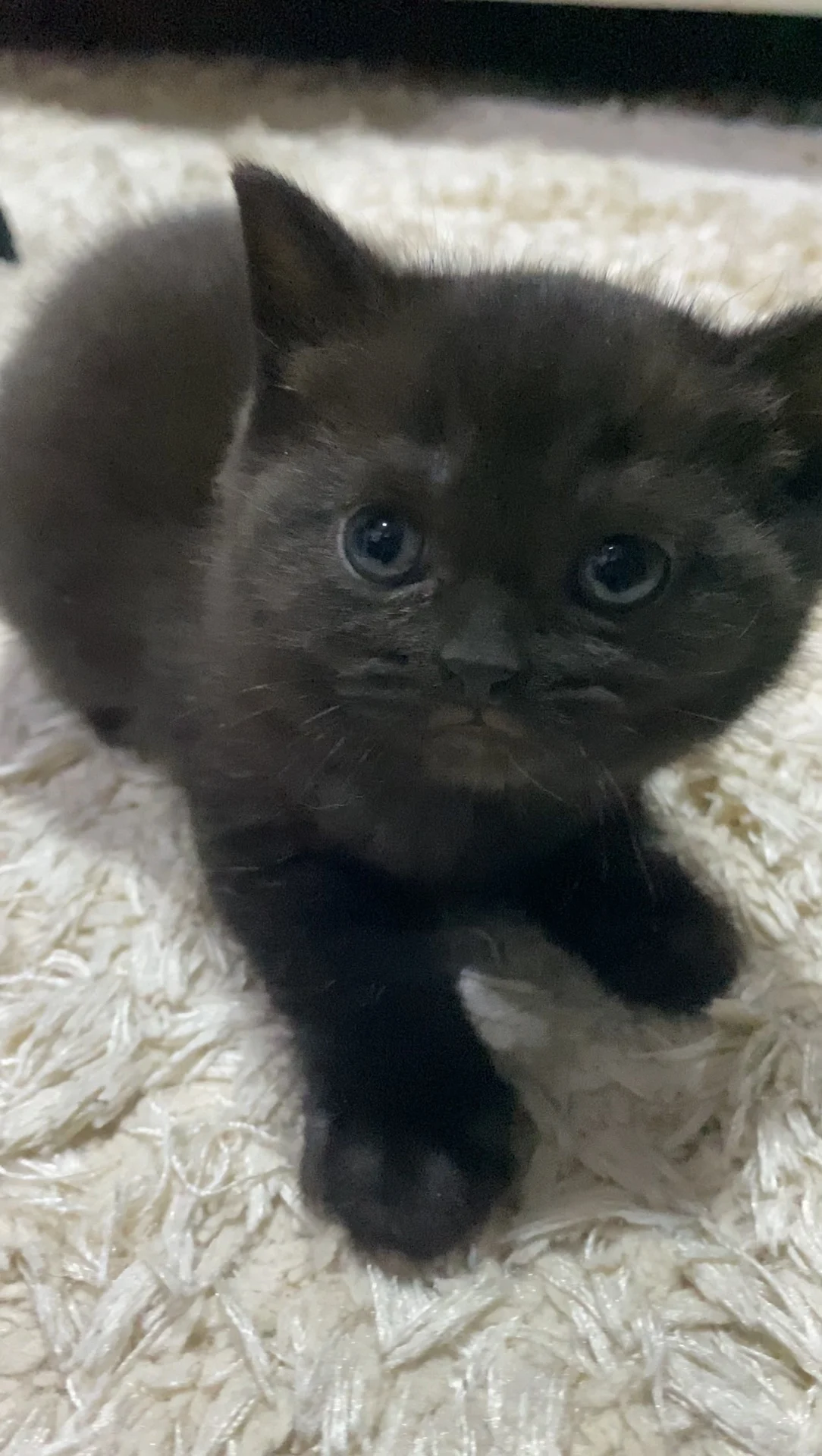 Scottish Fold Cat Female photo 1