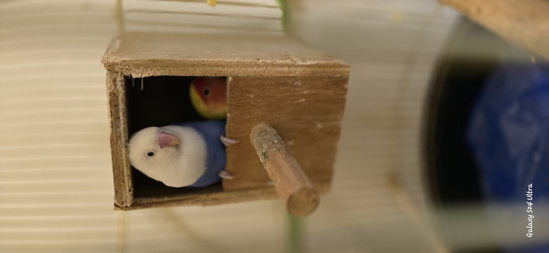 Two love birds with cage photo 2
