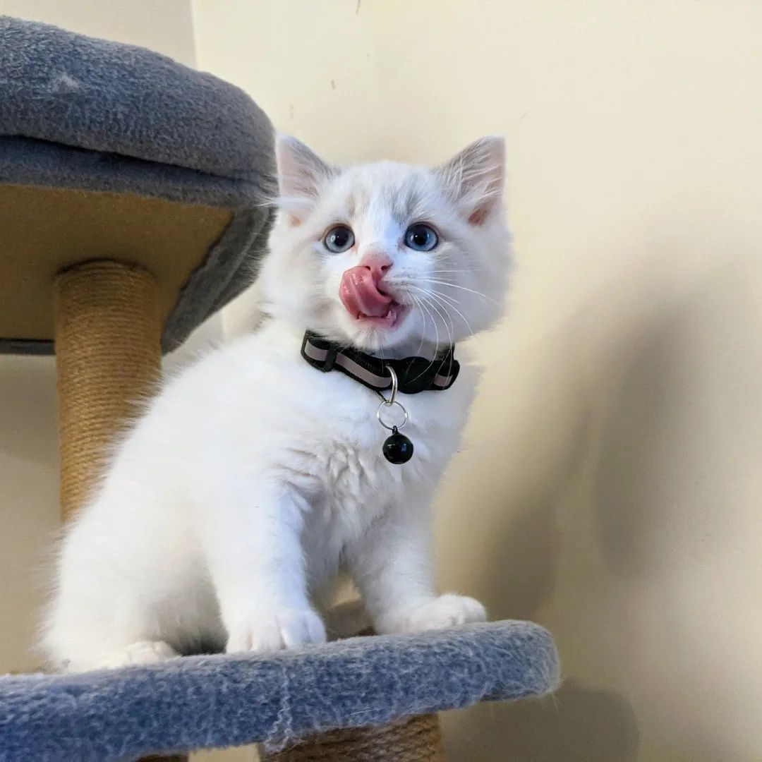 Ragdoll kitten photo 3