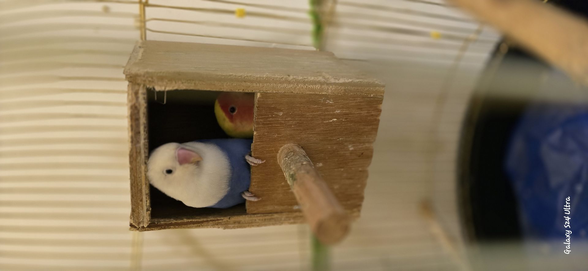 Two love birds with cage photo 3