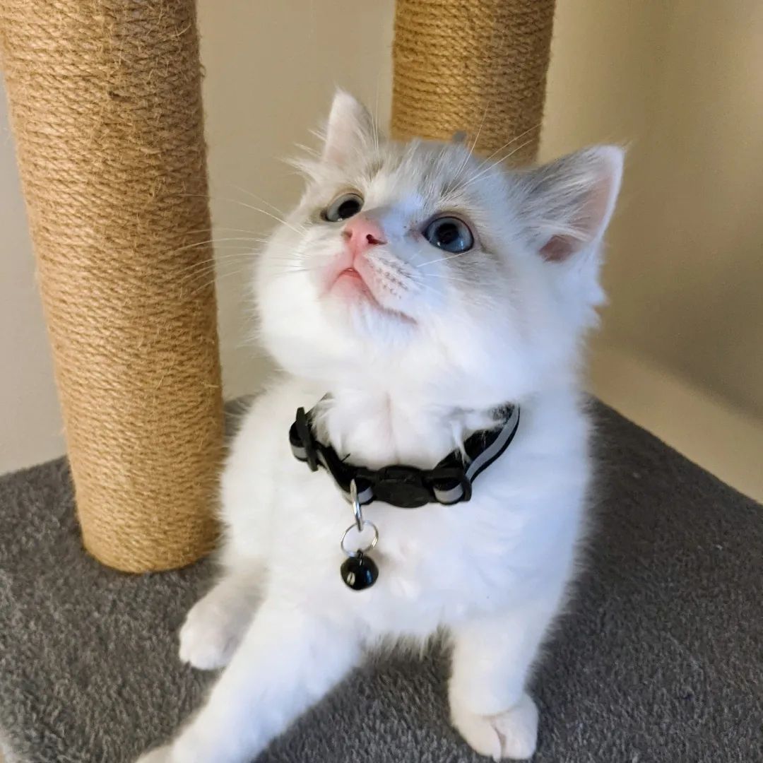 Ragdoll kitten photo 2
