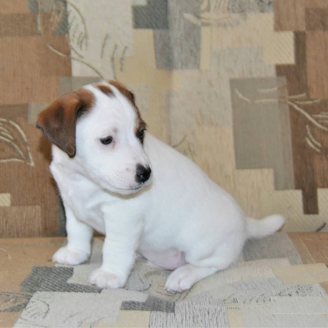 Jack Russell puppy photo 5