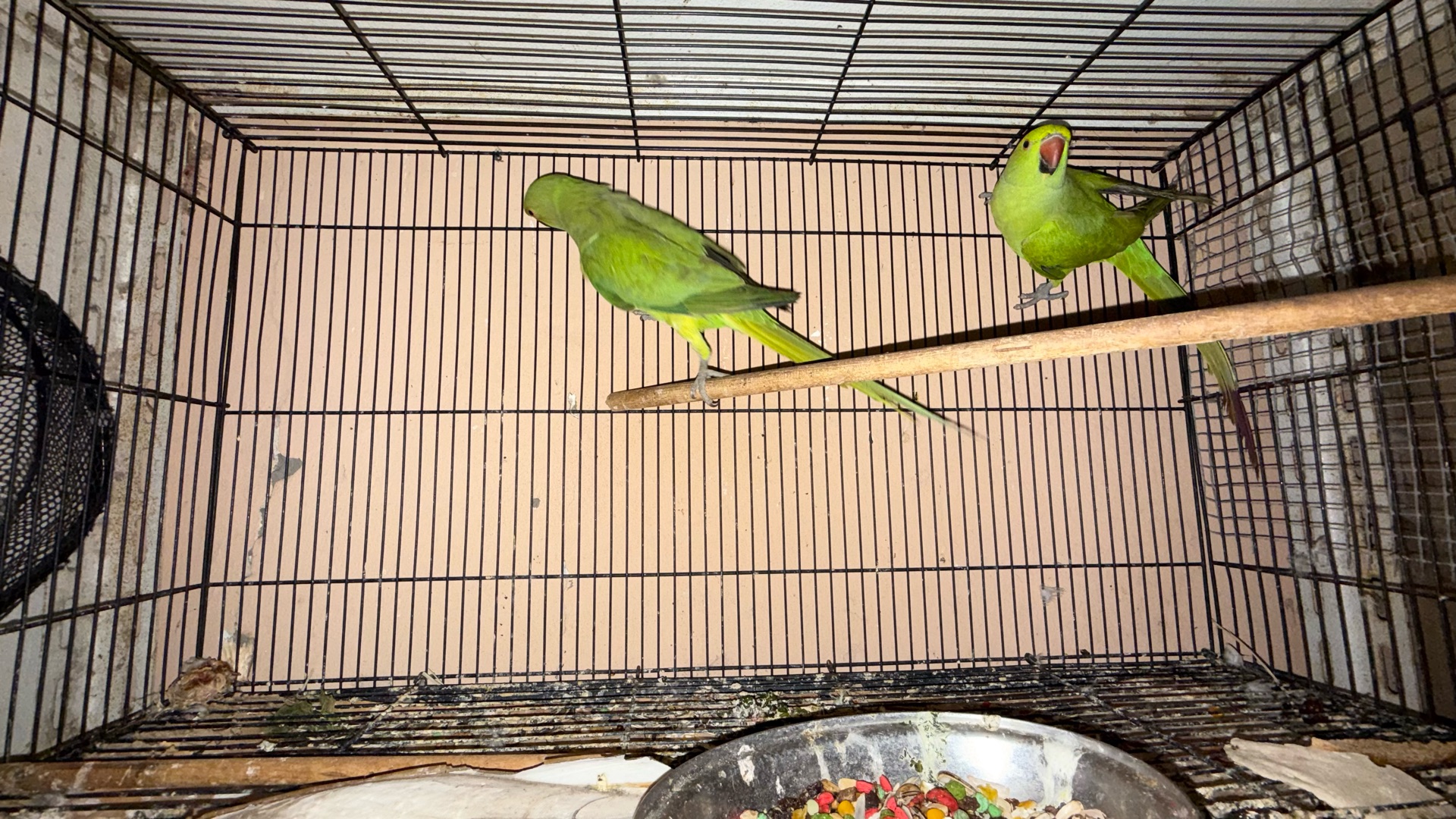 Ringneck females photo 3