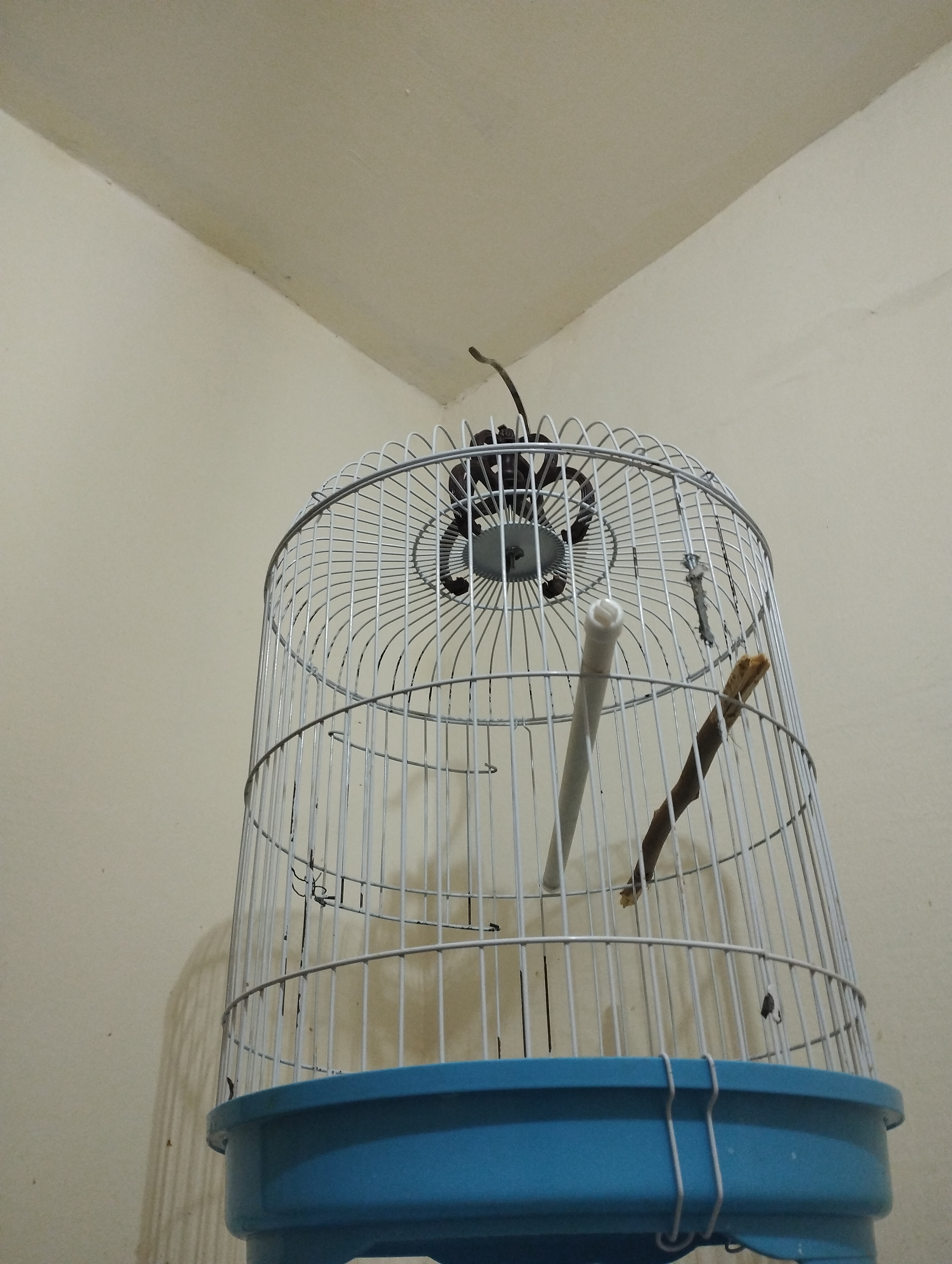 2  birds Fischer photo 4