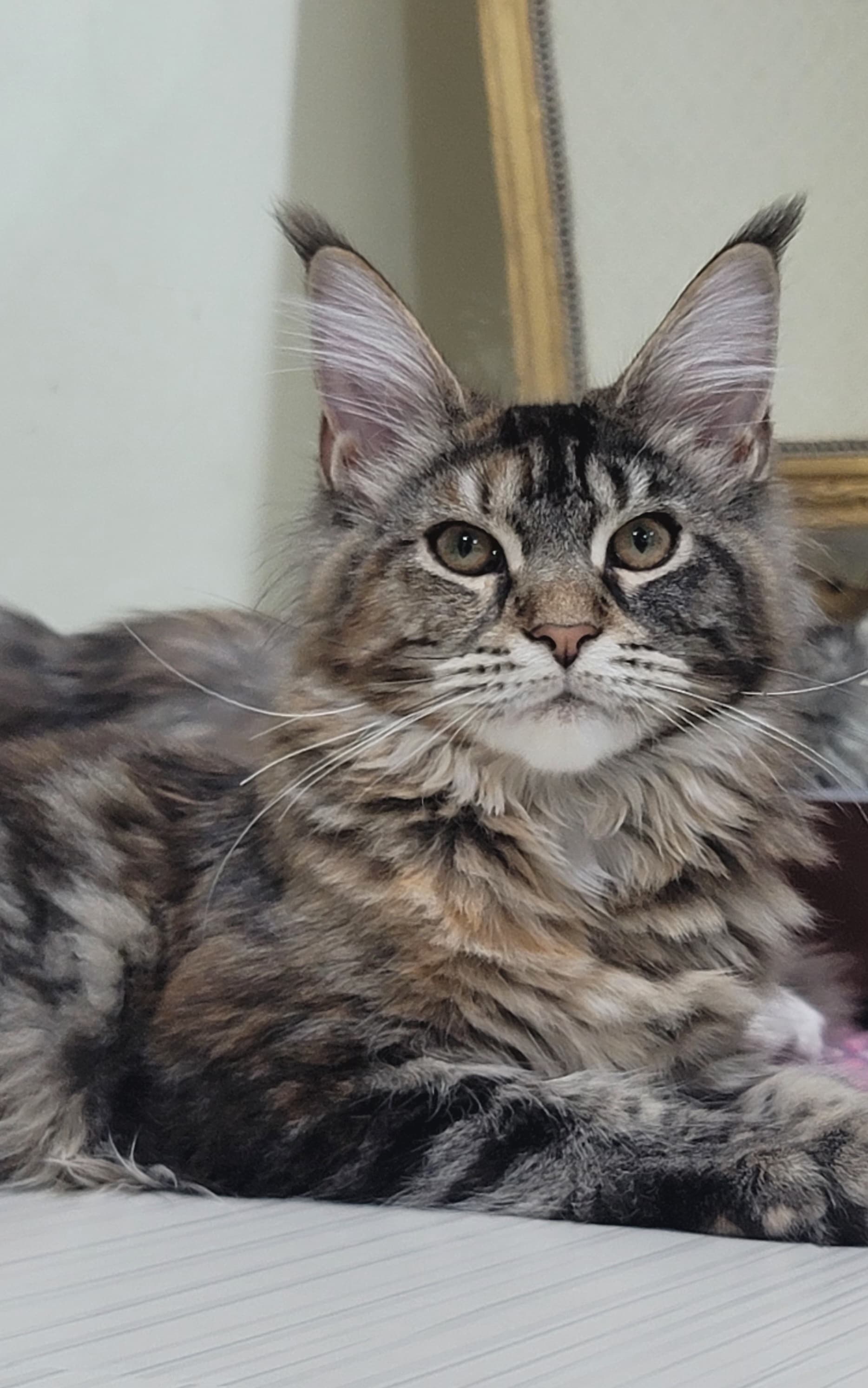 Female pure Maine coon kitten - 6 months photo 1