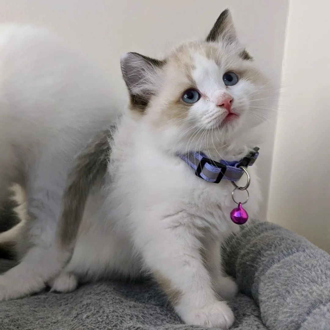 Male Ragdoll Kitten photo 3