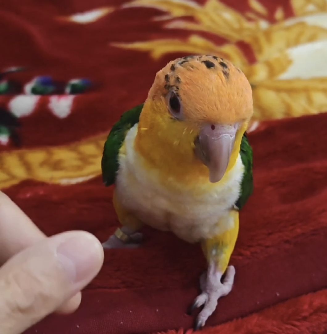 ببغاء كايك  Caique photo 3