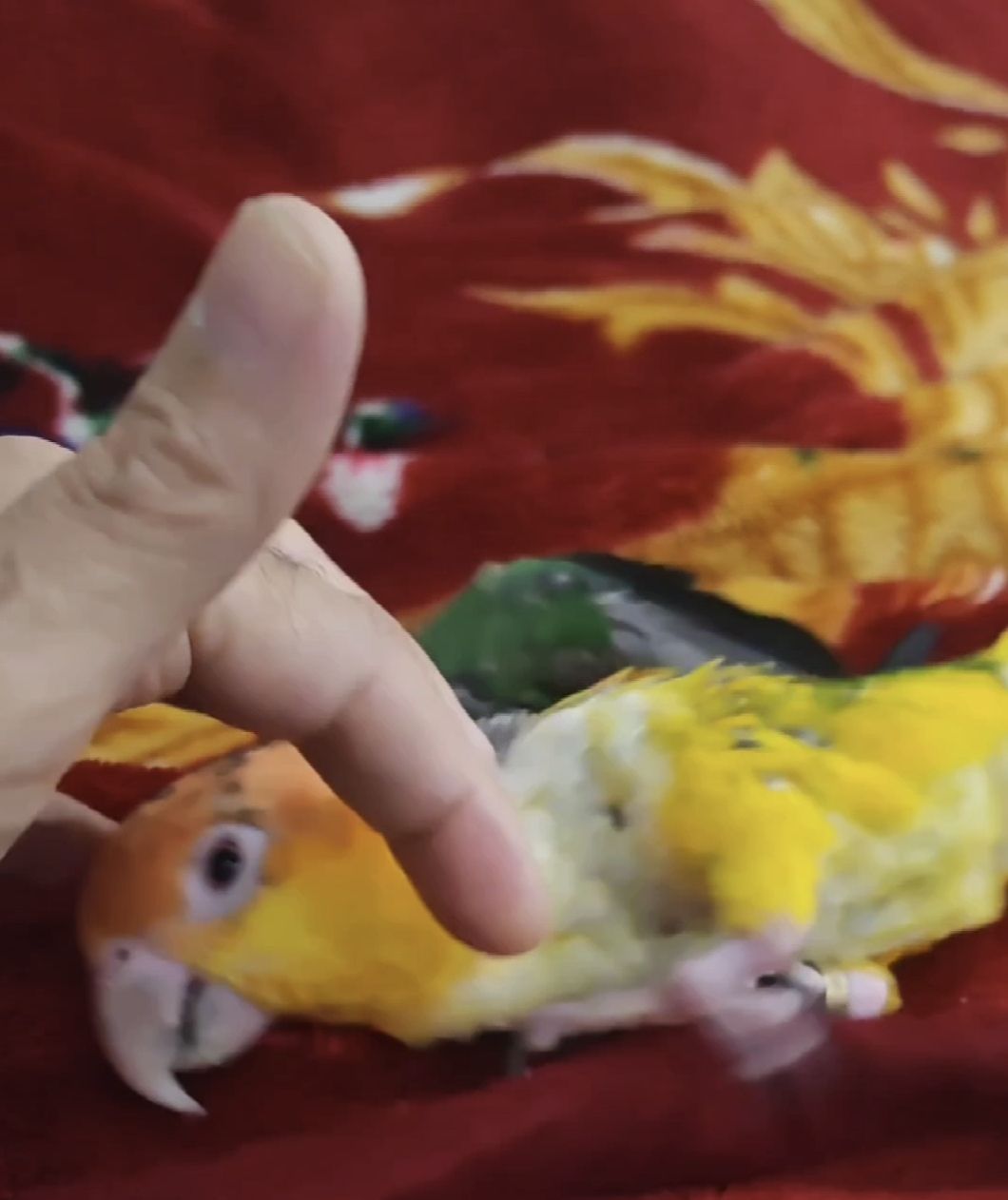 ببغاء كايك  Caique photo 2