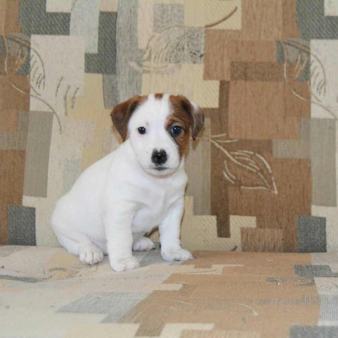 Jack Russell puppy photo 3