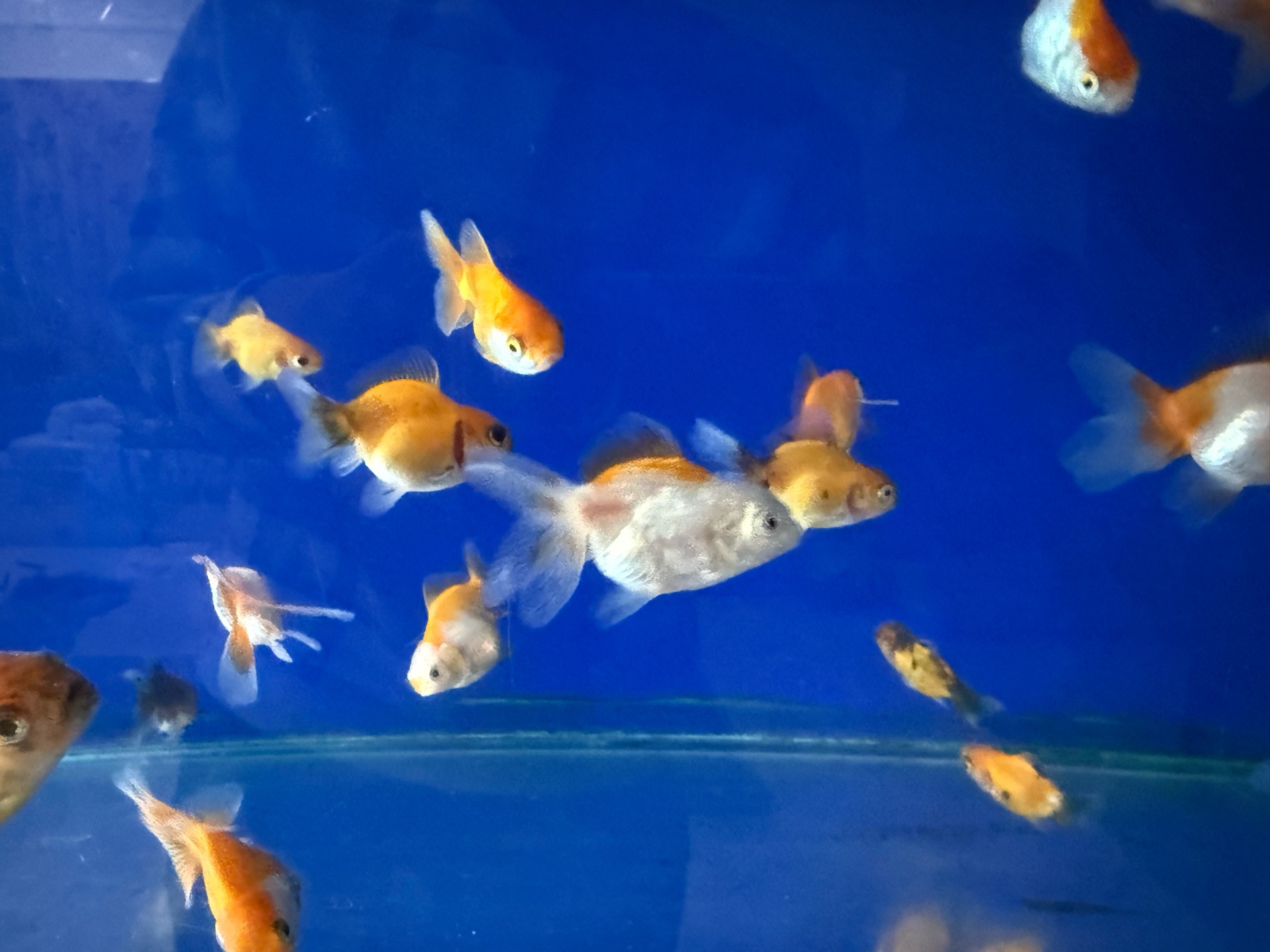 Oranda goldfish photo 4