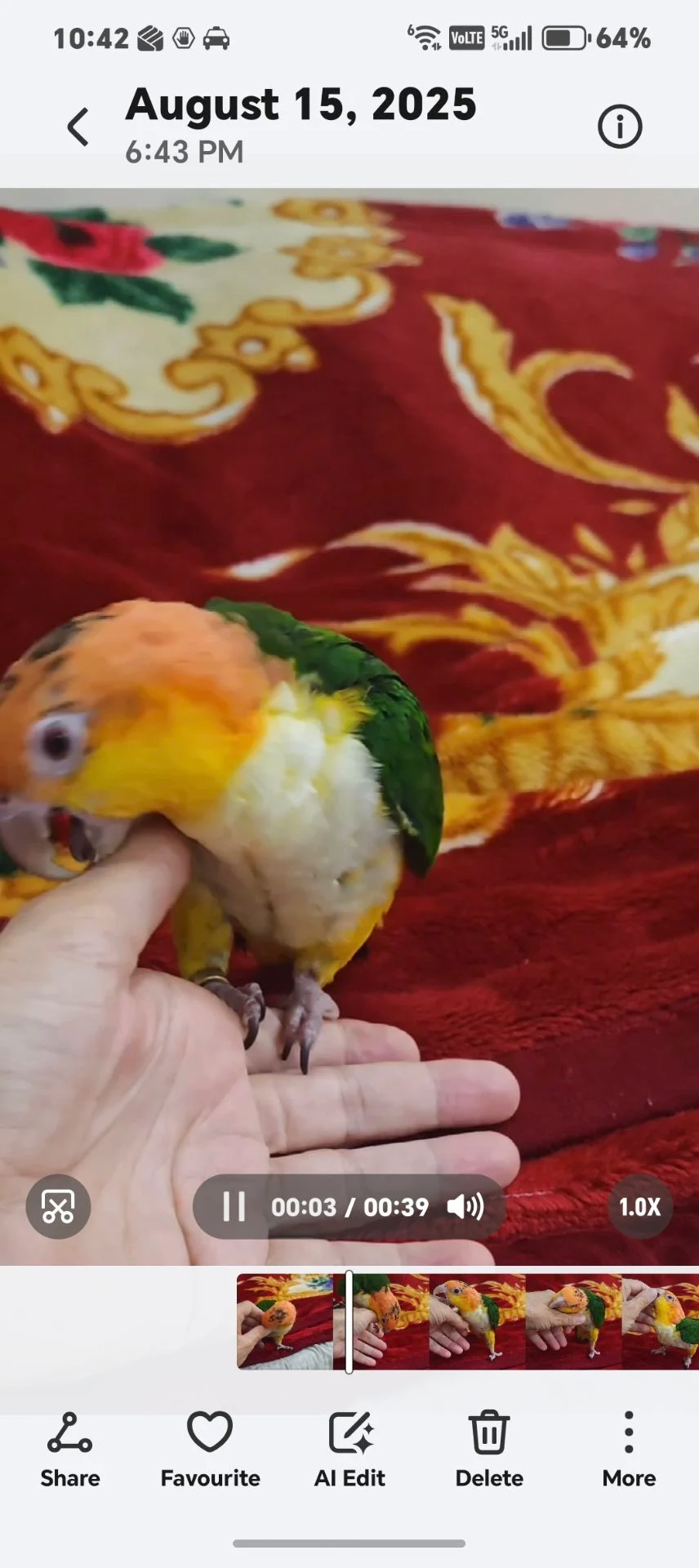 ببغاء كايك  Caique photo 4
