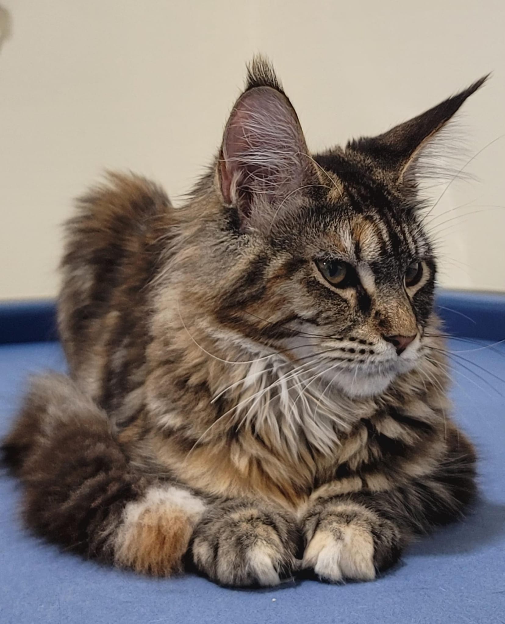 Female pure Maine coon kitten - 6 months photo 2