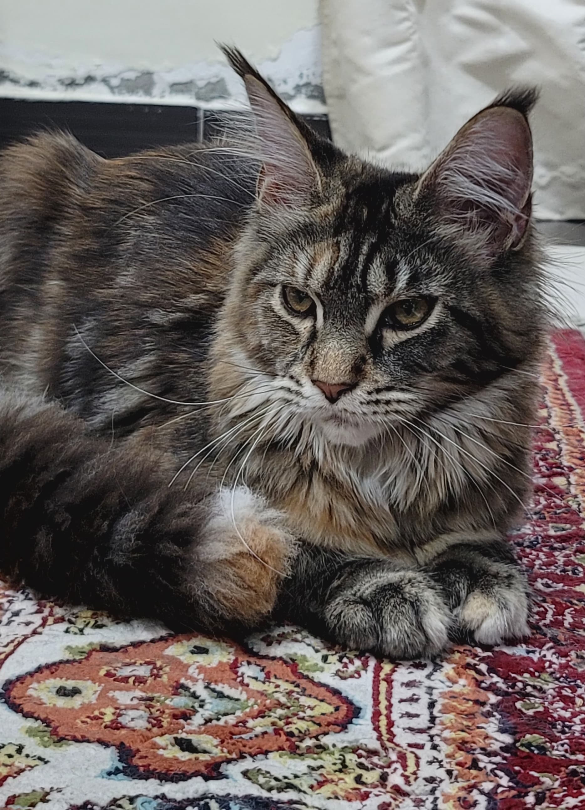 Female pure Maine coon kitten - 6 months photo 3