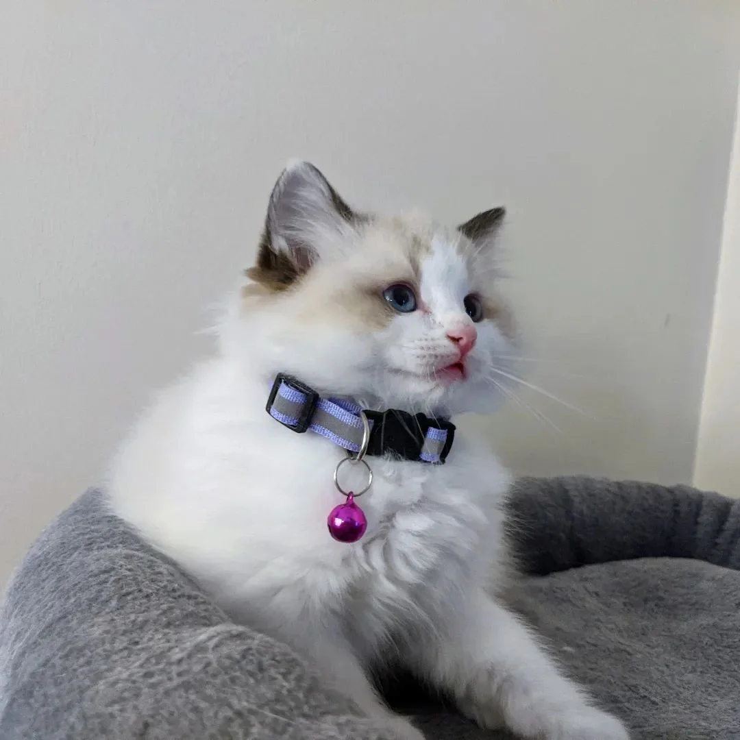 Male Ragdoll Kitten photo 1