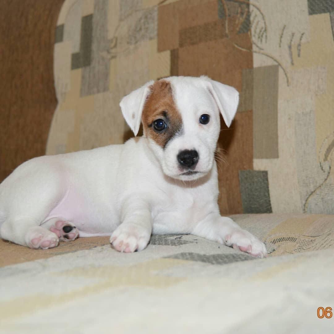 Jack Russell puppy photo 4