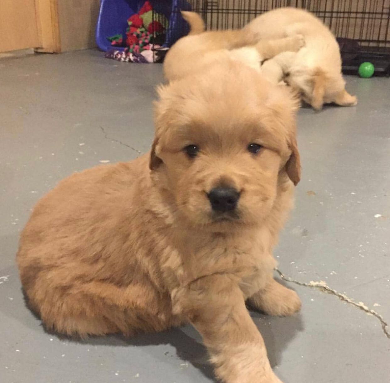 Golden Retriever Puppy photo 3