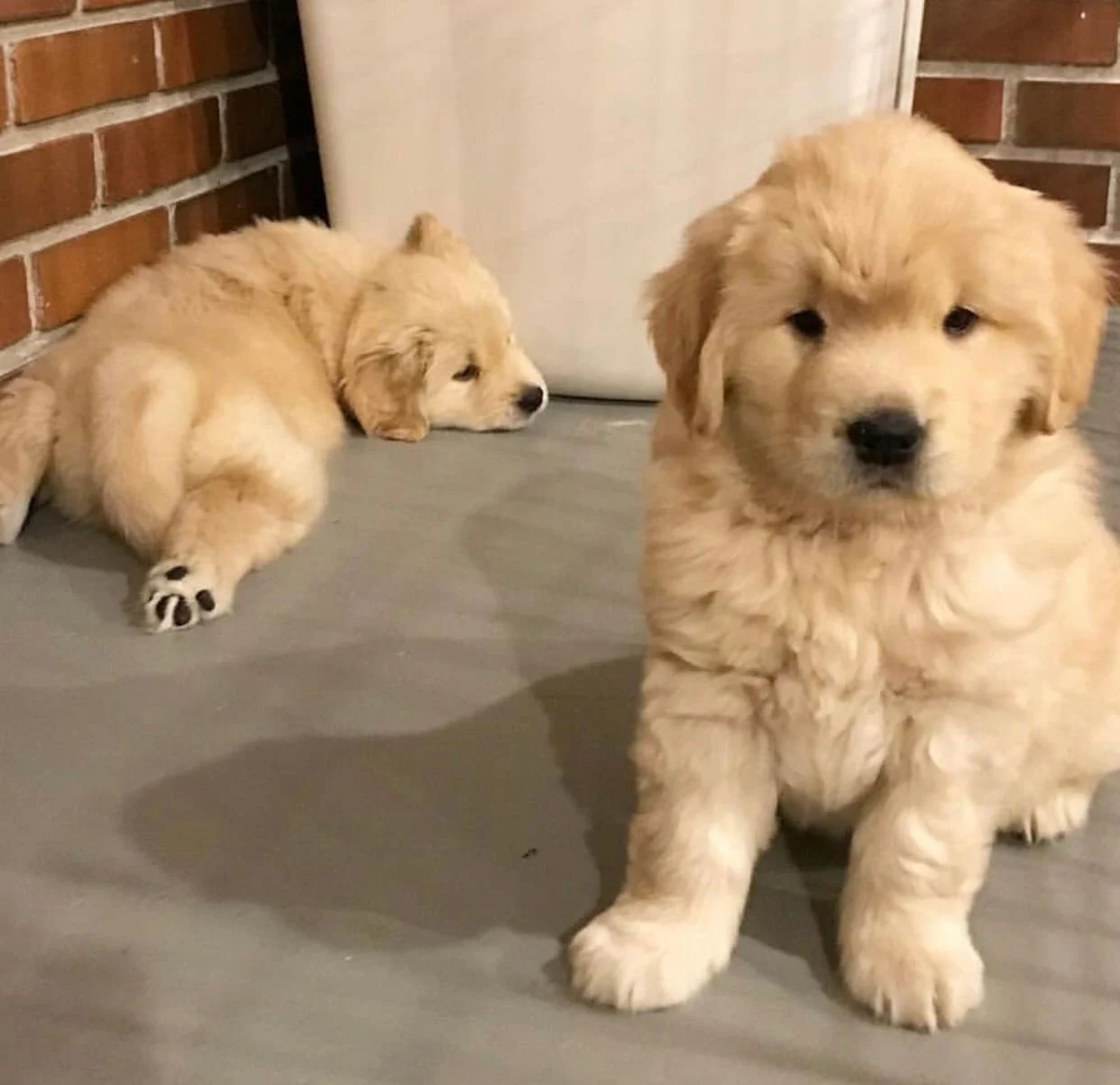 Golden Retriever Puppy photo 4