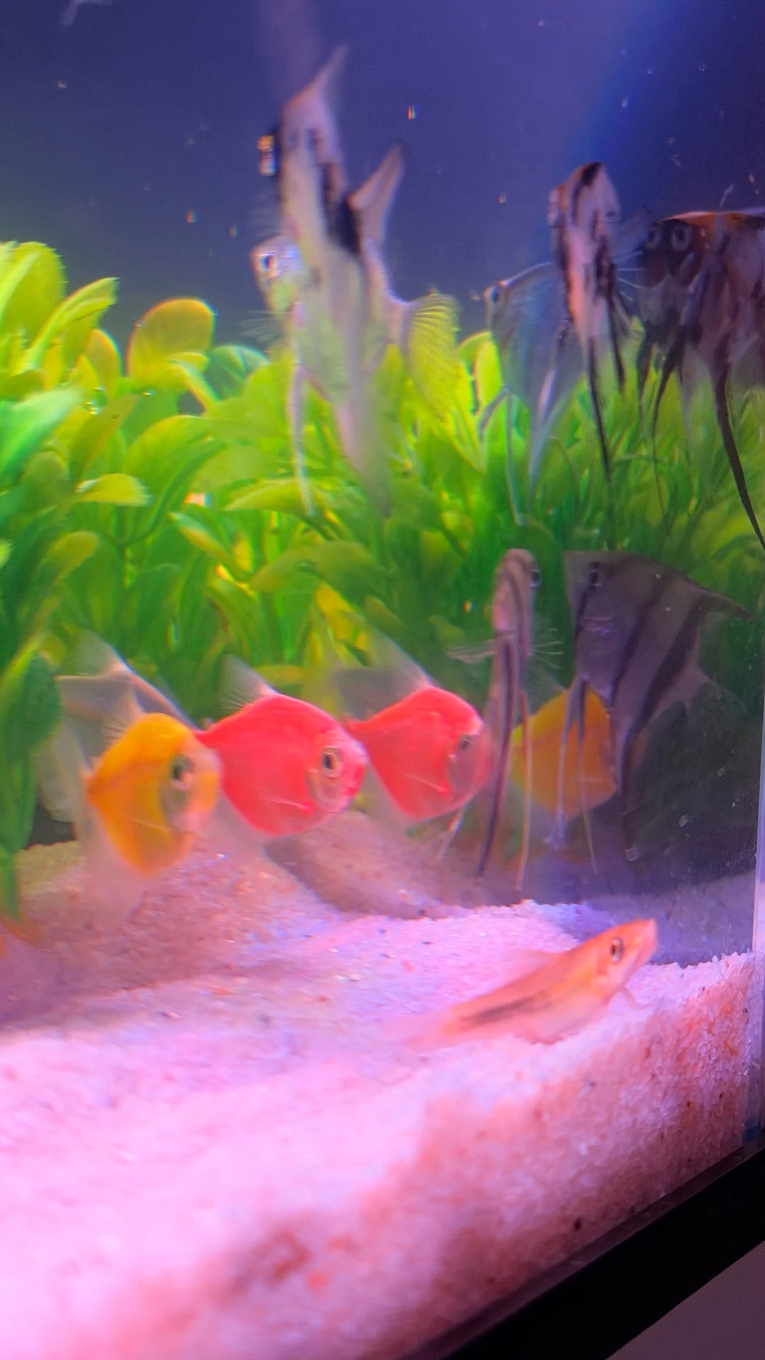 Aquarium fish photo 5