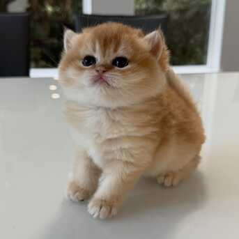QAR 1,  Male And Female British Shorthair Kittens photo 1