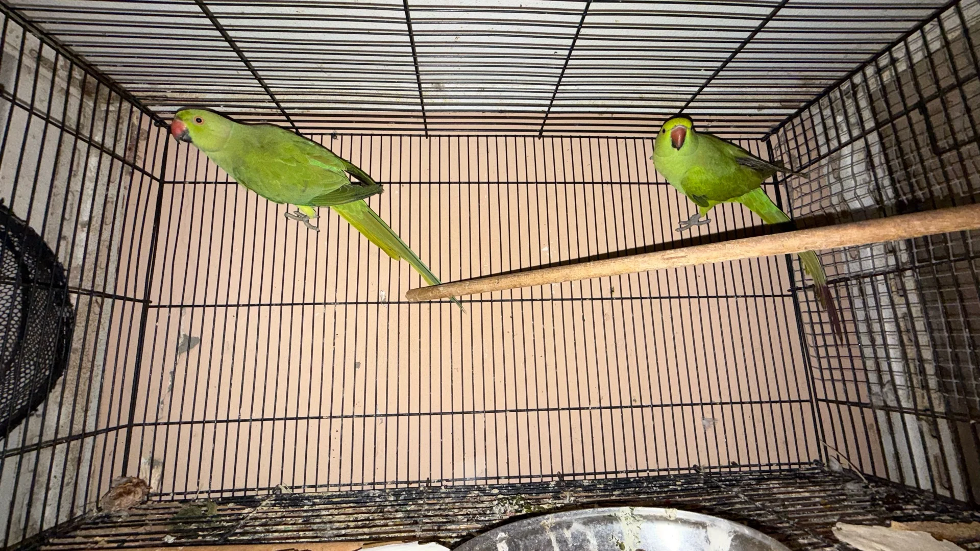 Ringneck females photo 2