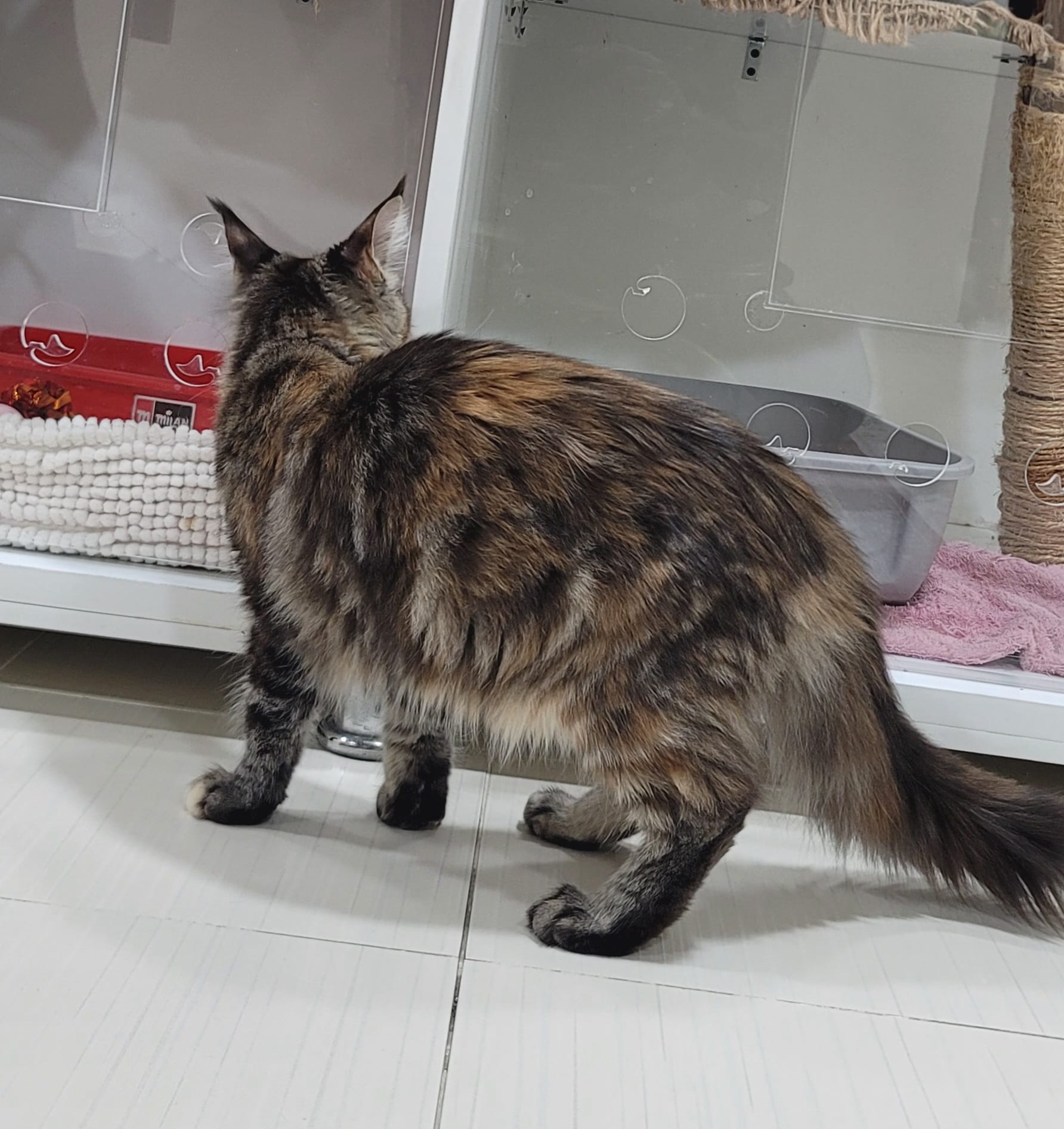 Female pure Maine coon kitten - 6 months photo 4