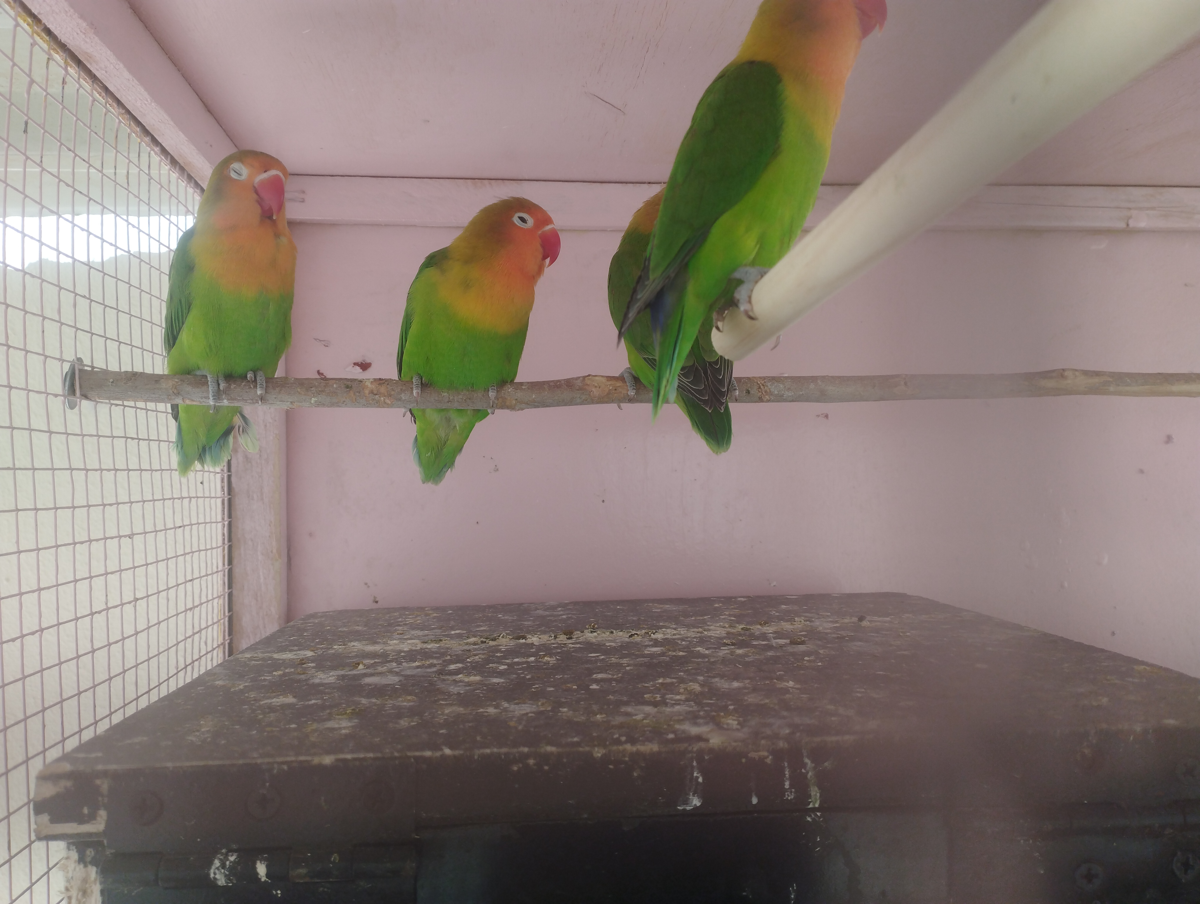 2  birds Fischer photo 1