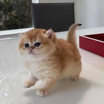QAR 1,  Male And Female British Shorthair Kittens photo 2
