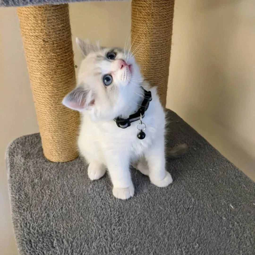 Ragdoll kitten photo 4