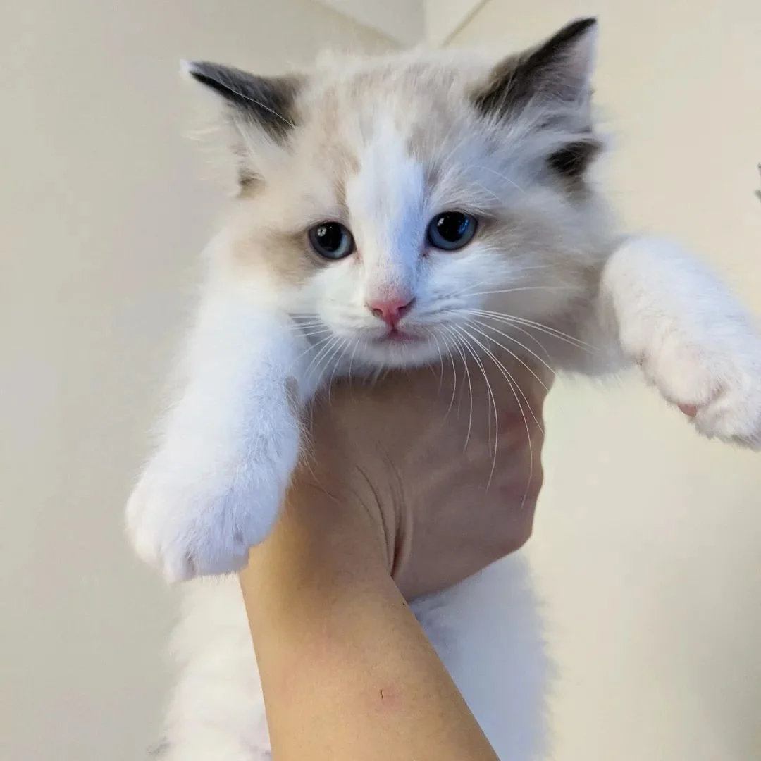 Male Ragdoll Kitten photo 2