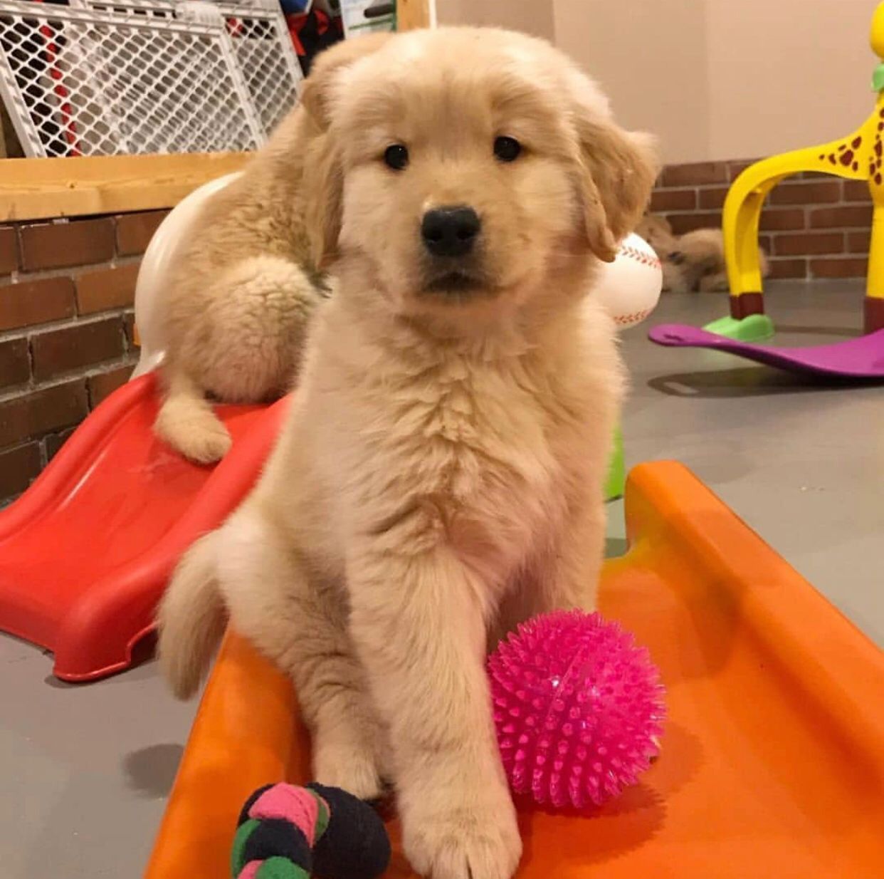Golden Retriever Puppy photo 1