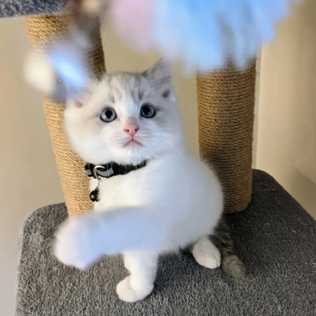Ragdoll kitten photo 1