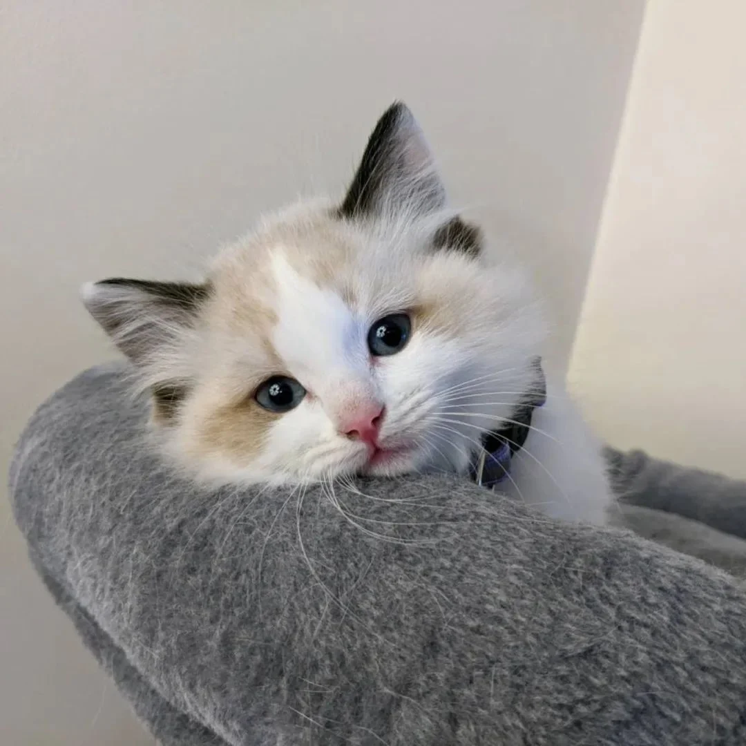 Male Ragdoll Kitten photo 4